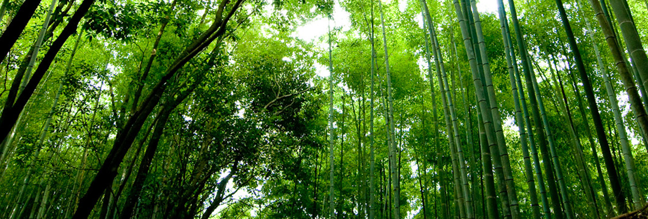 2 YEAR BAMBOO, 60 YEAR TREES