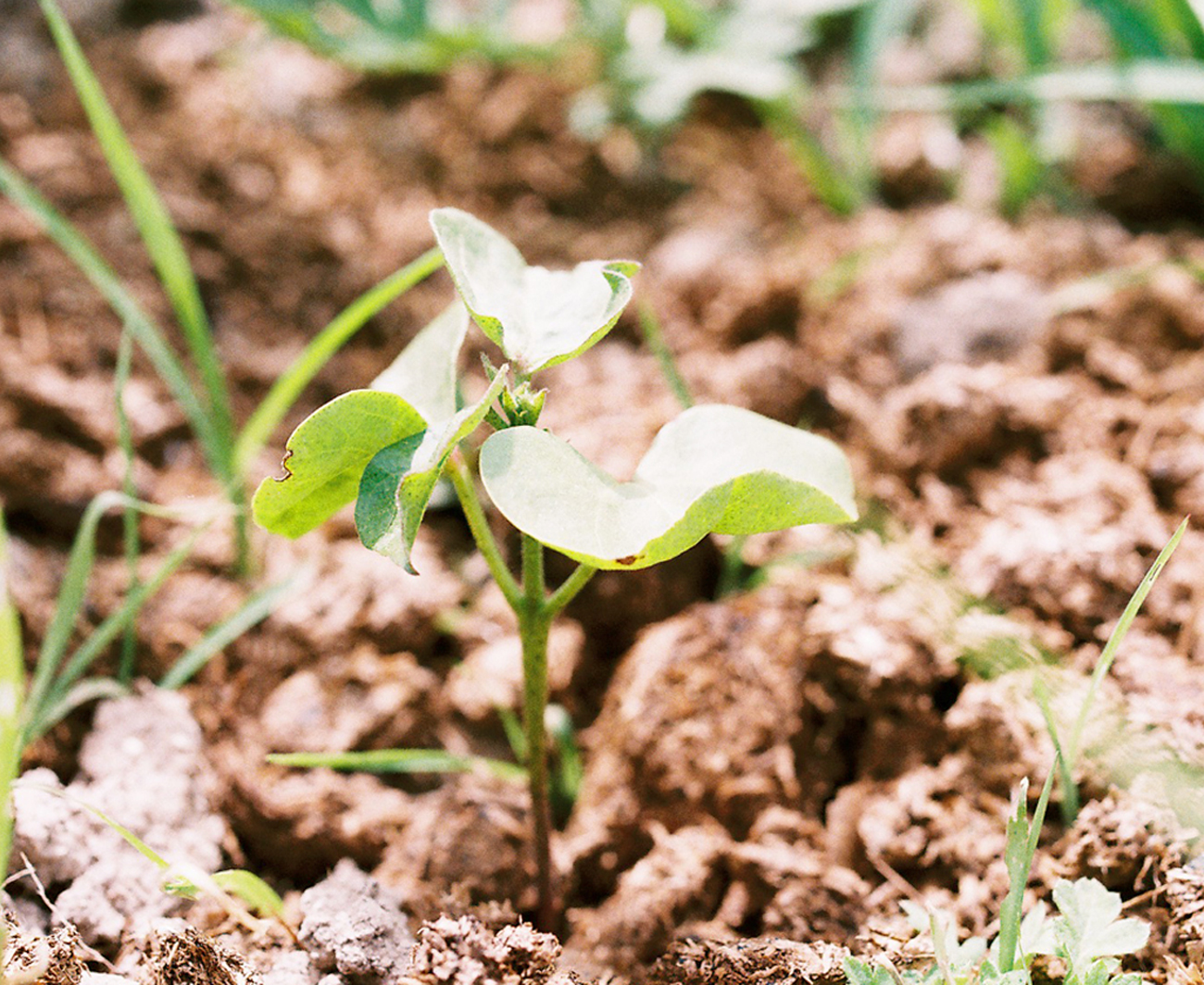 SAVING SEEDS