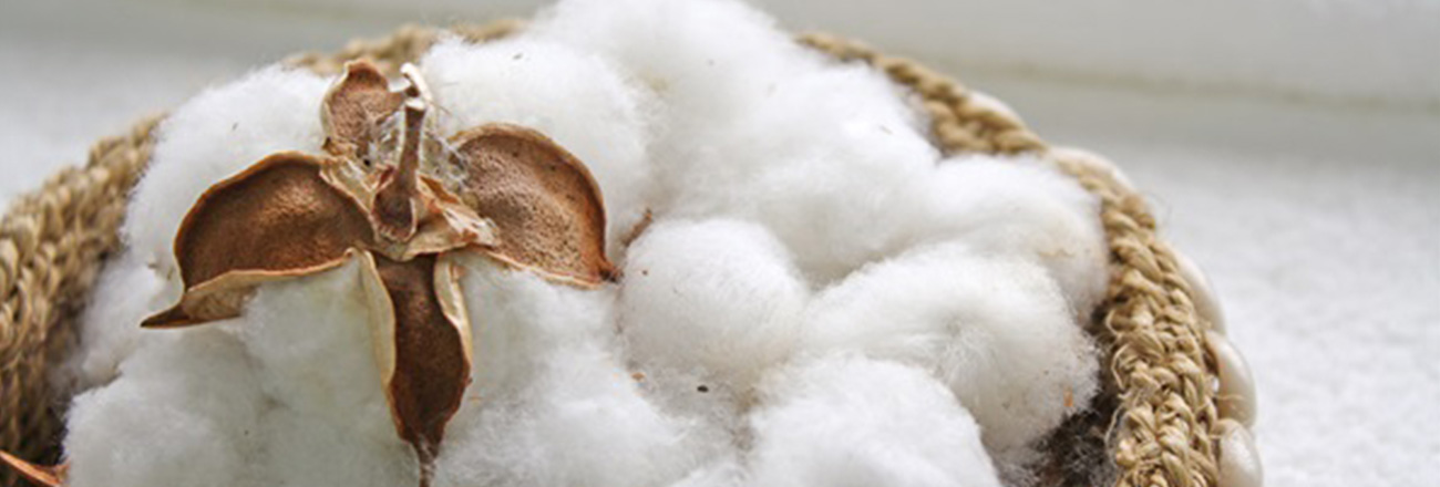 THE COTTON PLANT