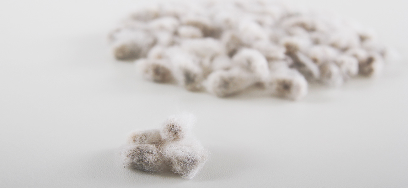 SECURING NON-GENETICALLY MODIFIED COTTON SEEDS